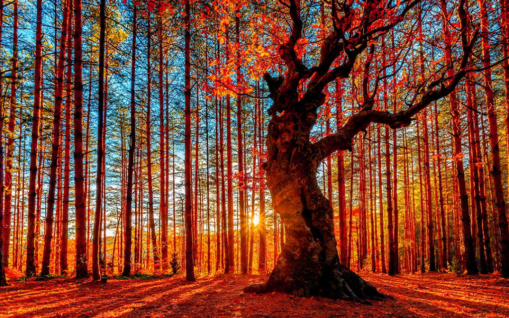 A tree with brilliant red leave standing in a forest at sunset.
